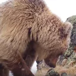 Медведь-рецидивист сломал фотоловушку в алтайском нацпарке
