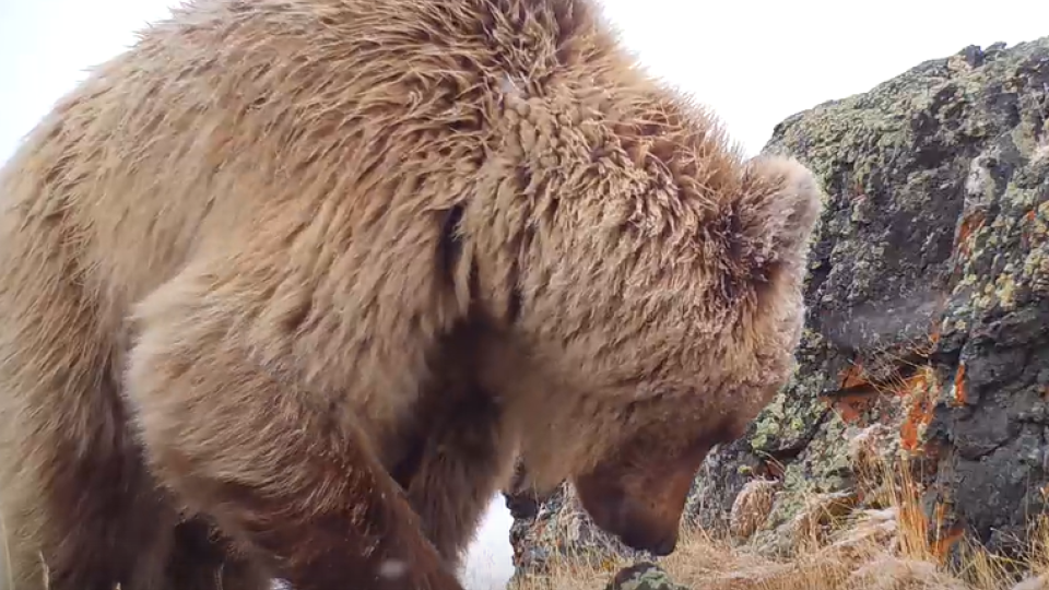 Алтайский медведь. Медведь Алтайский край фото. Алтайский бурый медведь.