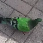 Зеленого голубя сняли на видео на площади Горно-Алтайска