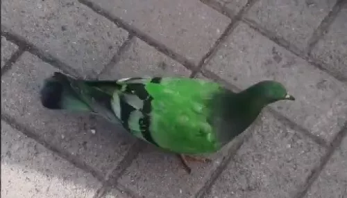 Зеленого голубя сняли на видео на площади Горно-Алтайска