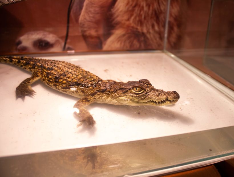  Фото:ТОЛК/Анна Меньшикова