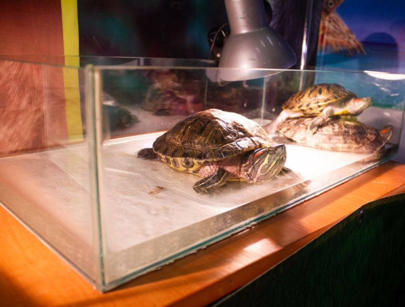  Фото:ТОЛК/Анна Меньшикова