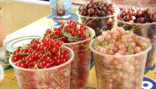 Дары природы для народа: по какой цене в Алтайском крае продают ягоды и грибы