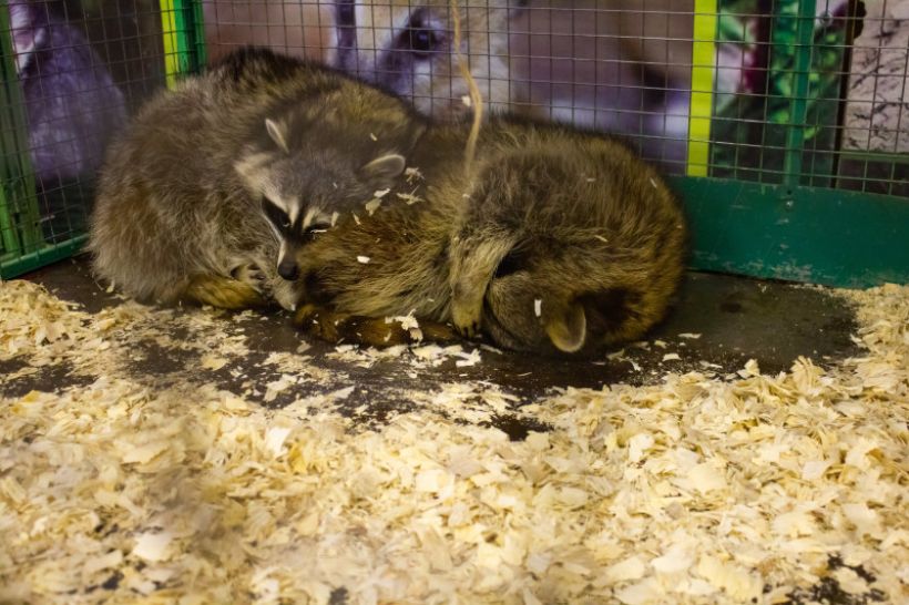  Фото:ТОЛК/Анна Меньшикова