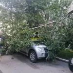 В Барнауле дерево упало на припаркованный у дома автомобиль