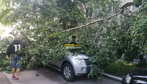 В Барнауле дерево упало на припаркованный у дома автомобиль