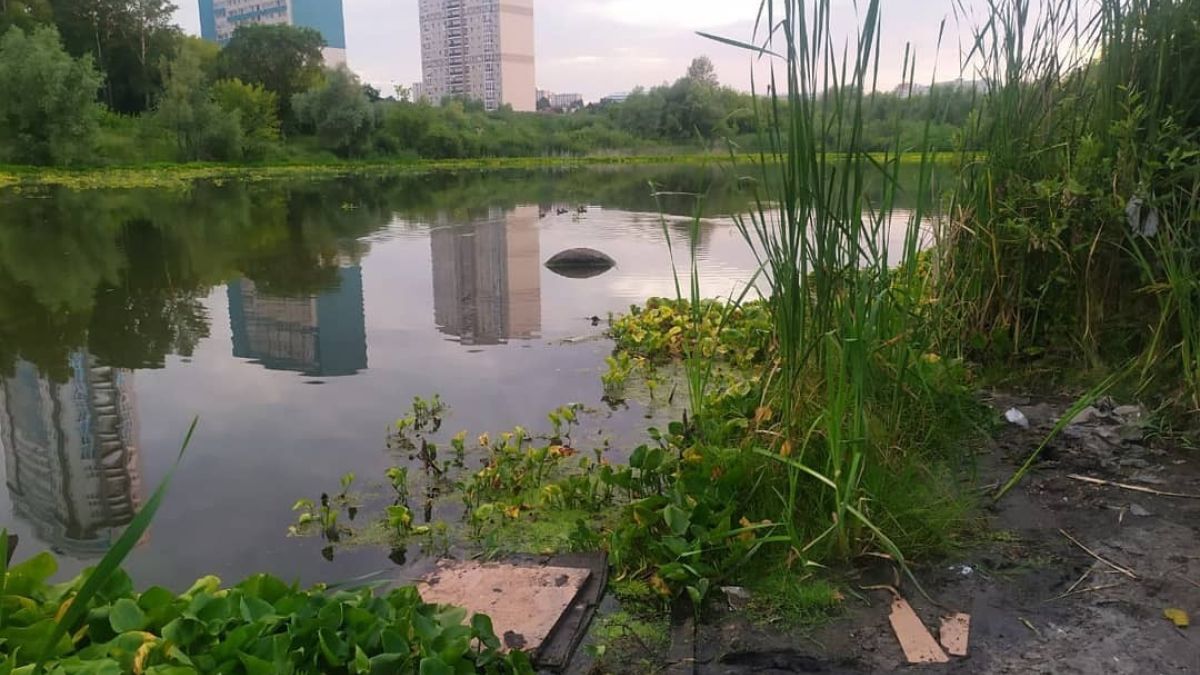 Безымянное озеро рядом с парком "Юбилейный" в Барнауле 