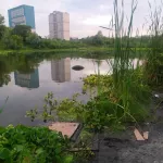 ОНФ в Барнауле добивается очистки безымянного озера с дикими утками