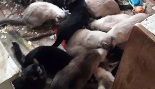 В Бийске 19 кошек самостоятельно живут в квартире умерших хозяев