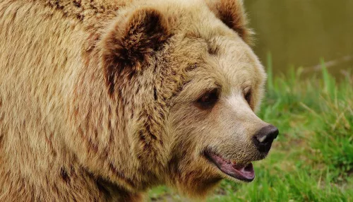 В Западной Сибири прирученный медведь убил мужчину и покусал другого