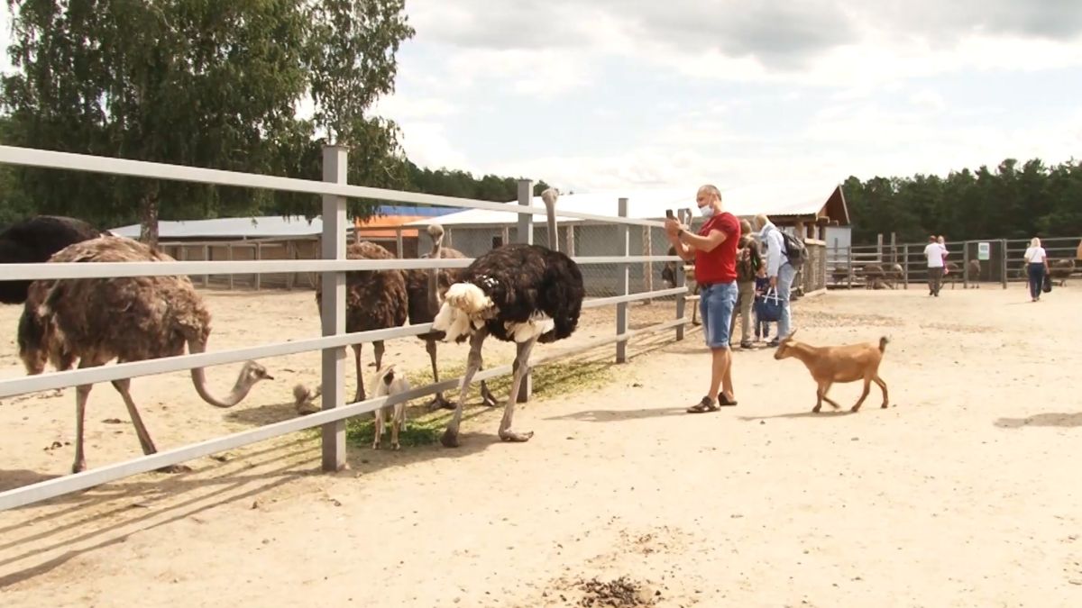 Хозяин Страусиного ранчо прокомментировал претензии Россельхознадзора Страусиное ранчо