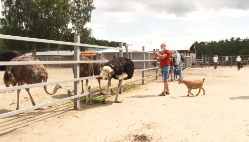 Страусиное ранчо в Барнауле: как хобби переросло в миссию спасать животных