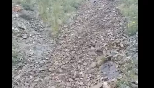 В горах Алтая засняли уникальный каменный ручей