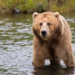 Сибиряк 2 км тащил на себе напарника после нападения медведя