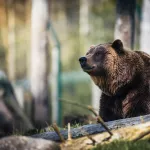 Жителей Алтайского края предупредили о возможных встречах с медведями