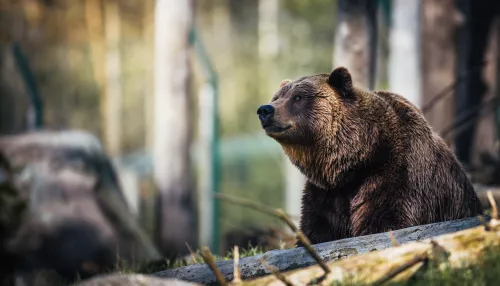 Жителей Алтайского края предупредили о возможных встречах с медведями