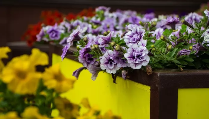 Власти Барнаула нашли подрядчика, который озеленит крупнейший район города