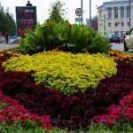 В Барнауле в этом году на клумбах высадят в два раза больше многолетних цветов