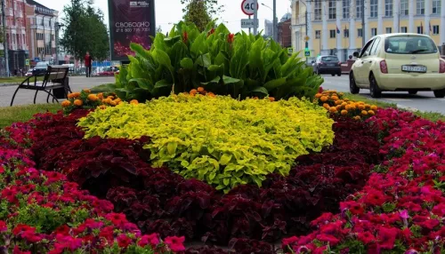 В Барнауле в этом году на клумбах высадят в два раза больше многолетних цветов
