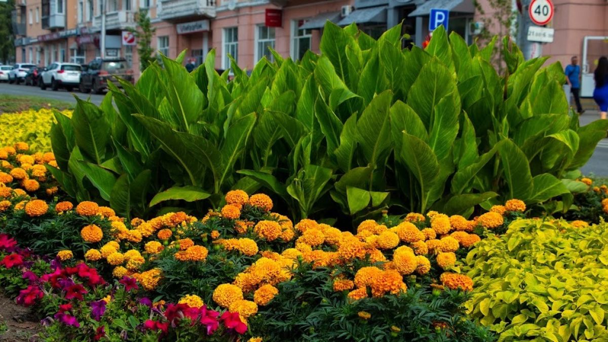 Барнаульские клумбы