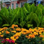 Стало известно, какими цветами засадят Барнаул летом 2026 года