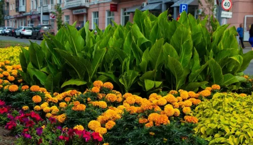 Стало известно, какими цветами засадят Барнаул летом 2026 года