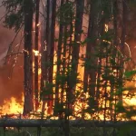 Это катастрофа: почему горят леса и как это отразится на Алтайском крае