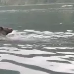 Такая дичь: туристы гнали плывущего по Телецкому озеру медведя