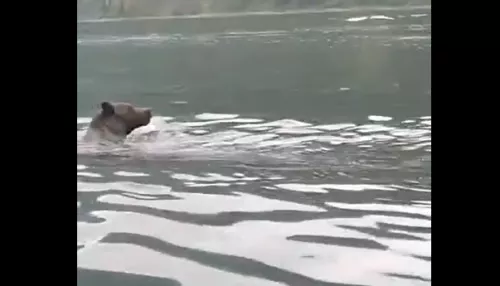 Такая дичь: туристы гнали плывущего по Телецкому озеру медведя