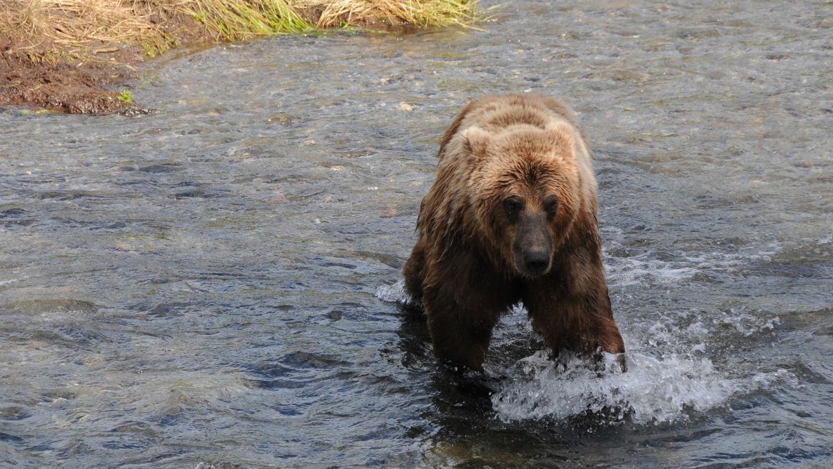 Медведь в воде