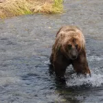 Местные жители не увидели опасности для медведя, который плыл по Телецкому озеру
