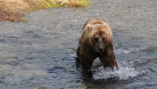 Медведь убил двух россиян и несколько дней питался их телами