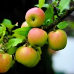 Алтайские садоводы обеспокоены падением молодых яблок с деревьев