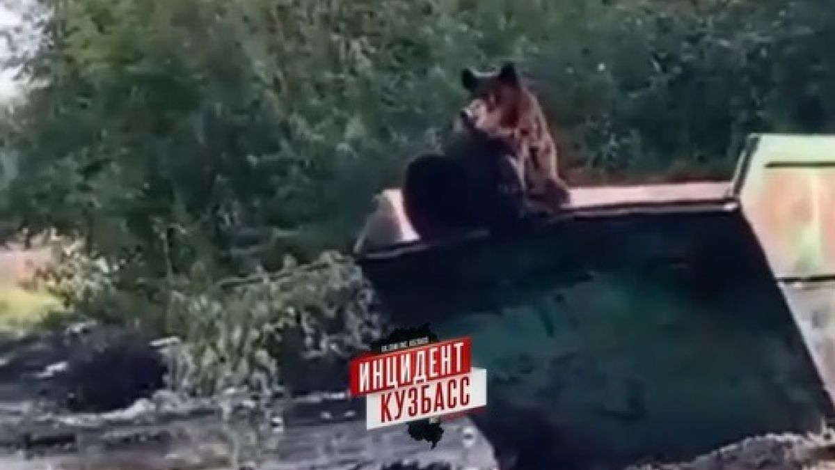 Медведь на Кузбассе. Скриншот видео