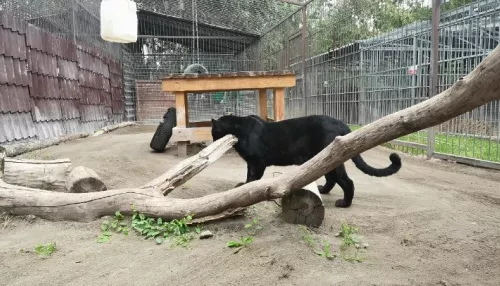 В зоопарке Барнаула родились детеныши черной пантеры