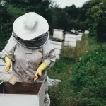 В Алтайском крае не срабатывает закон о пчеловодстве и вновь гибнут пчелы