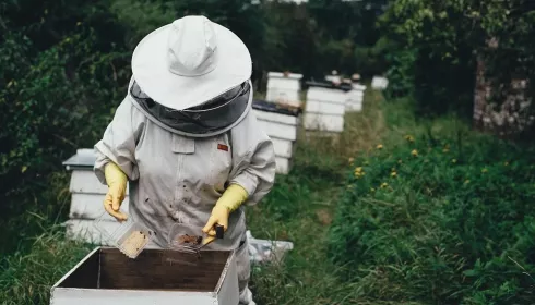 Алтайским пчеловодам в следующем году станет сложнее продавать мед