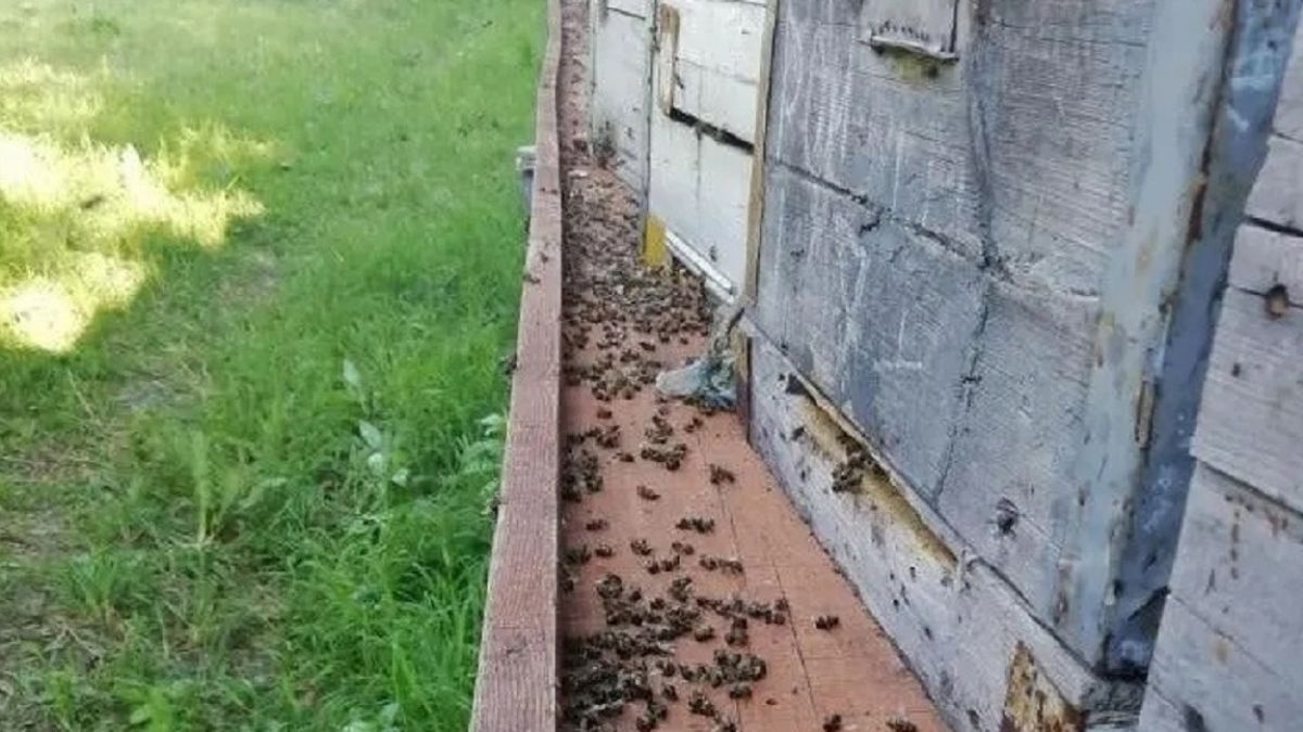 Гибель пчел в Локтевском районе 