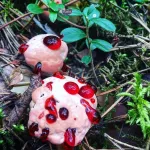 Жители Новосибирска находят в лесах грибы с кровавыми каплями