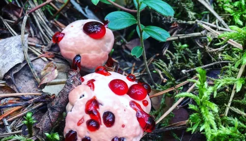 Жители Новосибирска находят в лесах грибы с кровавыми каплями