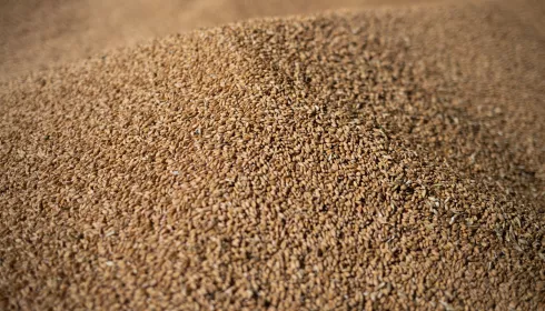 Тысячу тонн пшеницы с нарушениями пытались вывезти через Алтай в Казахстан