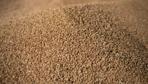 В Алтайском крае возбуждено уголовное дело о хищении более 400 тонн пшеницы