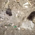 Жители барнаульской многоэтажки задыхаются от вони из-за отравленных крыс