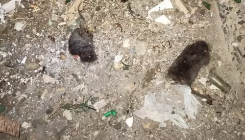 Жители барнаульской многоэтажки задыхаются от вони из-за отравленных крыс