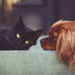 Собак и кошек включат в закон об обязательной маркировке животных
