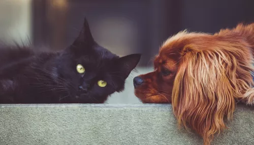 Собак и кошек включат в закон об обязательной маркировке животных