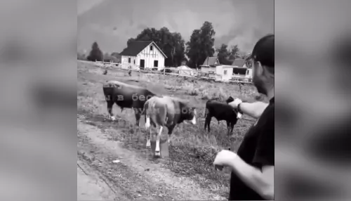 Прокуратура проверит видео со стреляющим по стаду коров туристом на Алтае