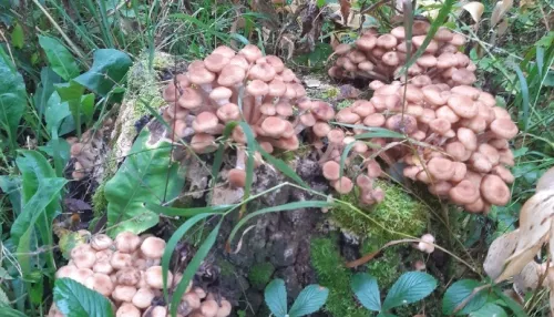 Грибулечки: алтайские грибники открыли сезон сбора опят