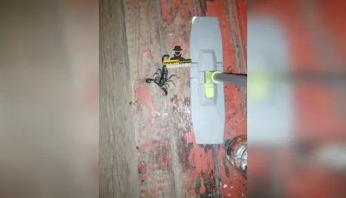 Жильцы дома в Барнауле обнаружили скорпиона в подъезде