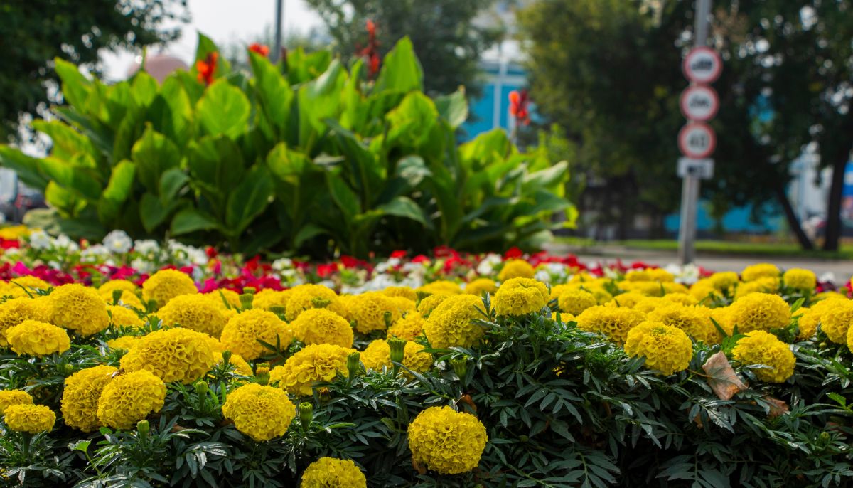 Жаркая погода без дождей пришла в Алтайский край к концу лета - Толк 30 ...